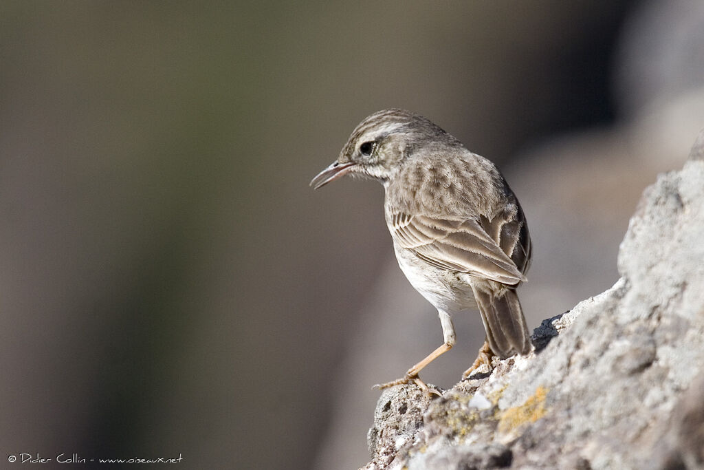 Pipit de Berthelot