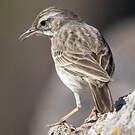 Pipit de Berthelot