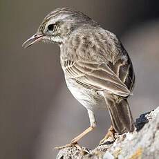 Berthelot's Pipit