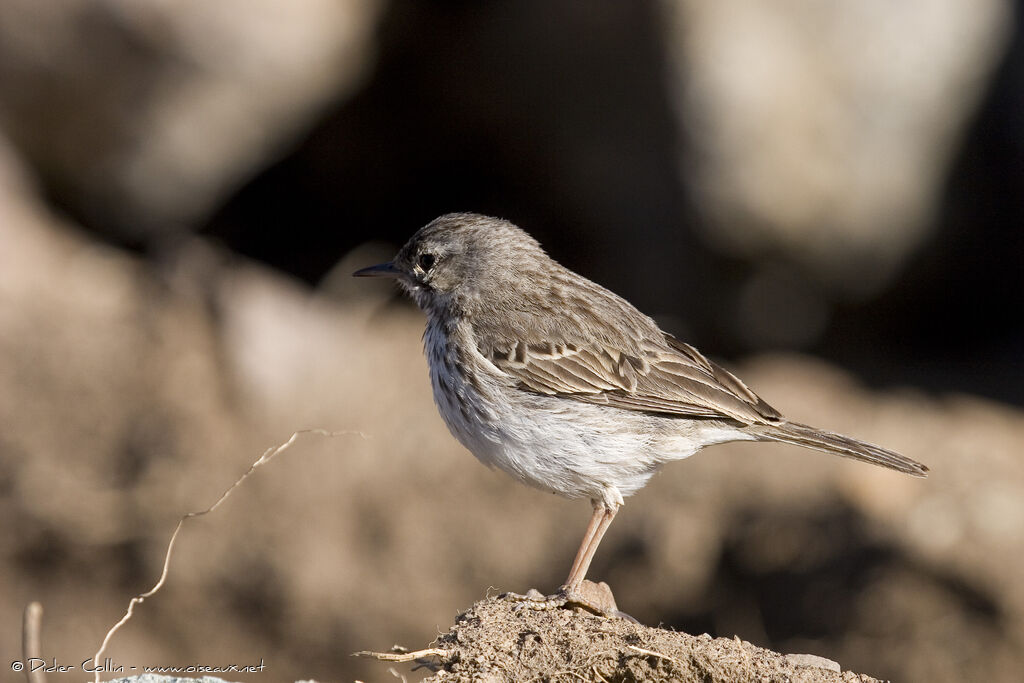 Pipit de Berthelot