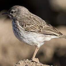 Berthelot's Pipit