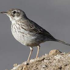 Berthelot's Pipit