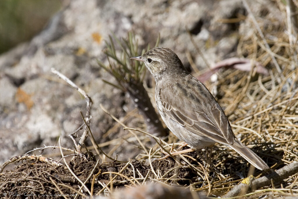 Berthelot's Pipit, identification