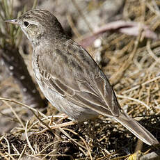 Pipit de Berthelot