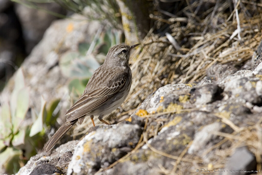 Pipit de Berthelot