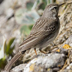 Berthelot's Pipit