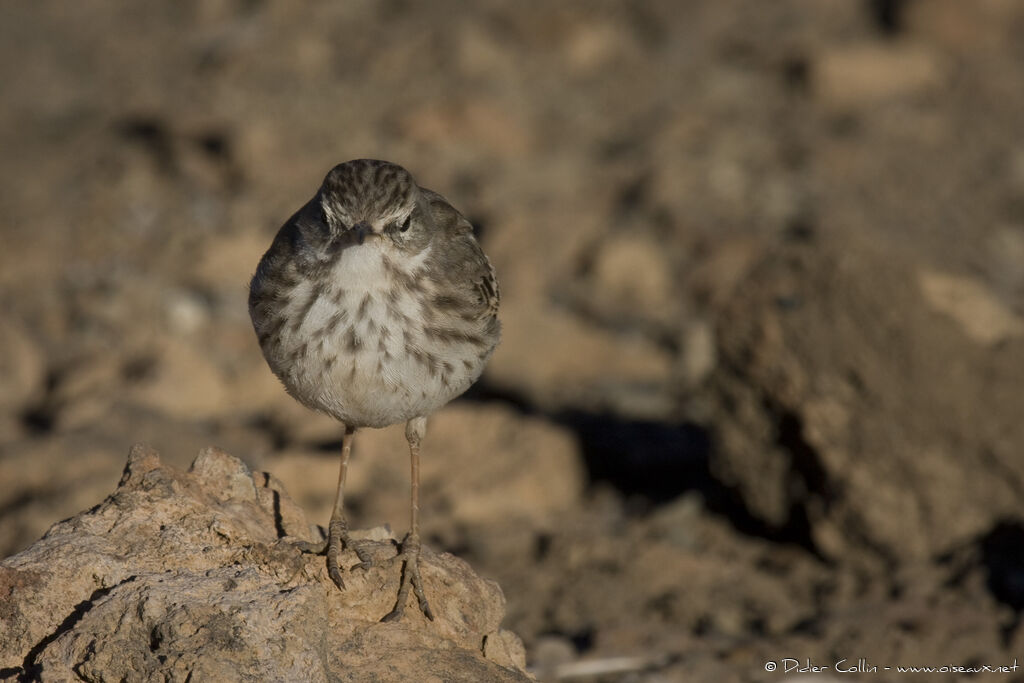 Berthelot's Pipit, identification