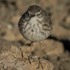 Berthelot's Pipit