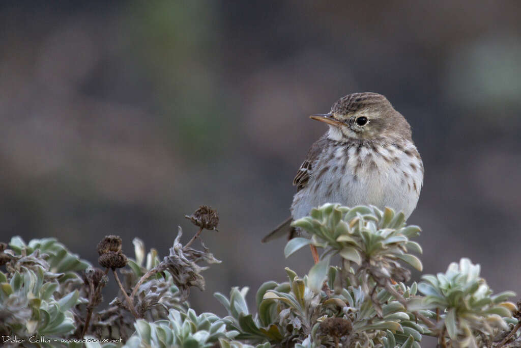 Pipit de Berthelotadulte, portrait