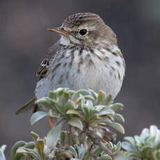 Berthelot's Pipit