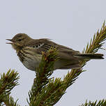 Pipit des arbres