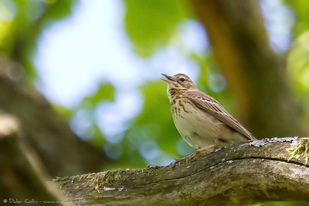 Tree Pipitadult