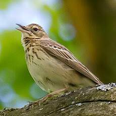 Tree Pipit