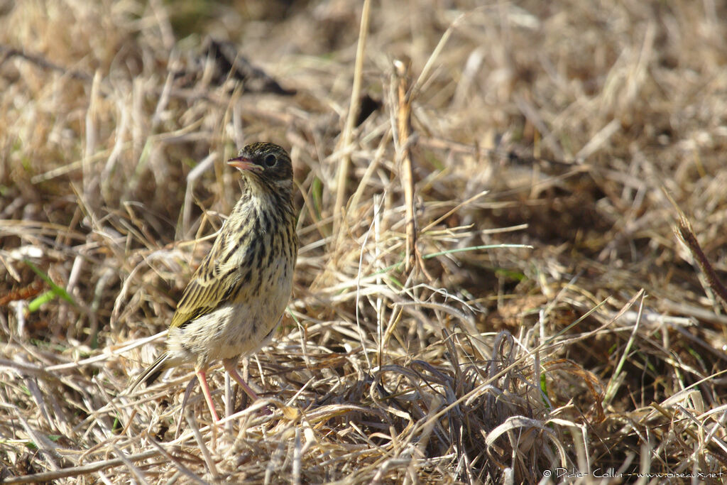 Pipit farlouseadulte