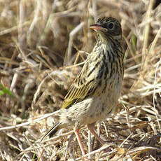 Meadow Pipit