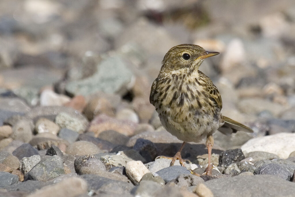 Pipit farlouse, identification