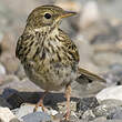 Pipit farlouse