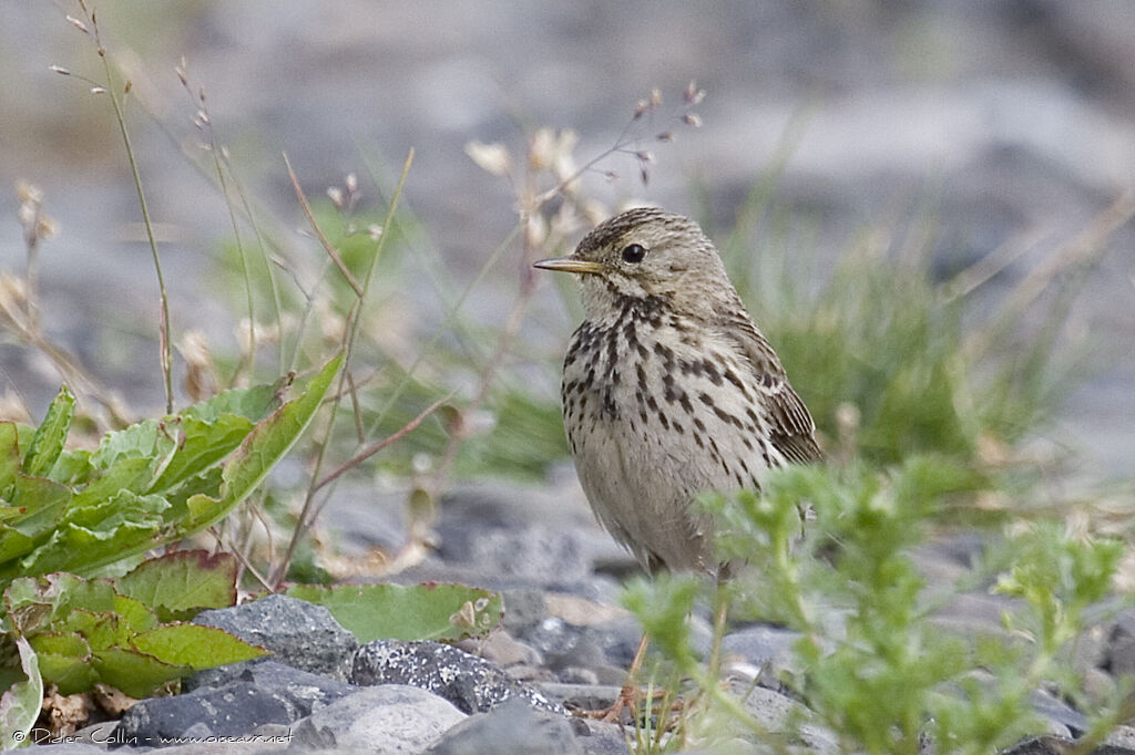 Pipit farlouse