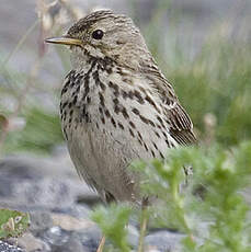 Pipit farlouse