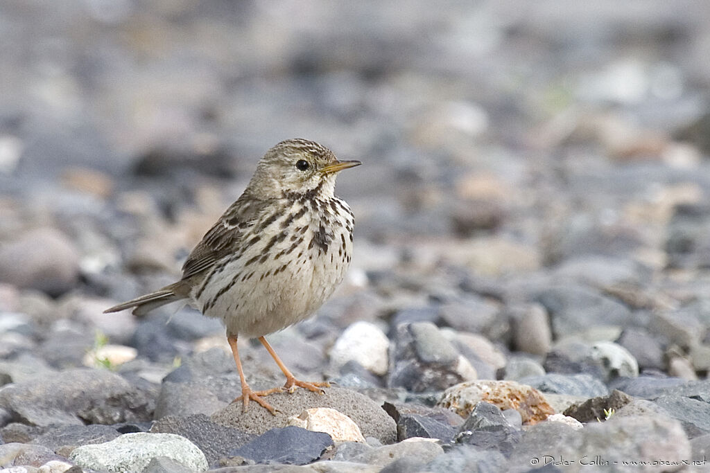 Pipit farlouse