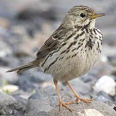 Pipit farlouse