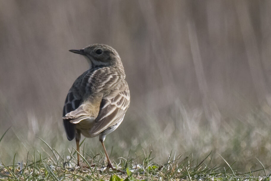 Pipit farlouse, identification