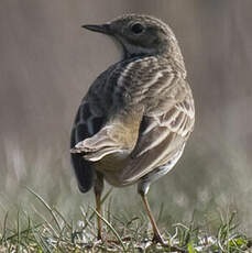 Meadow Pipit