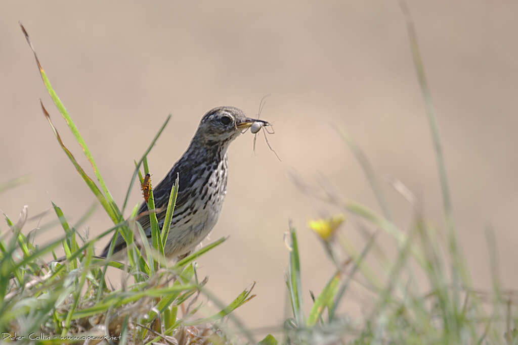 Pipit farlouseadulte nuptial, régime, pêche/chasse, Nidification