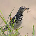 Pipit farlouse