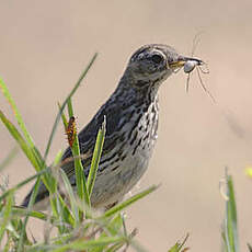 Meadow Pipit