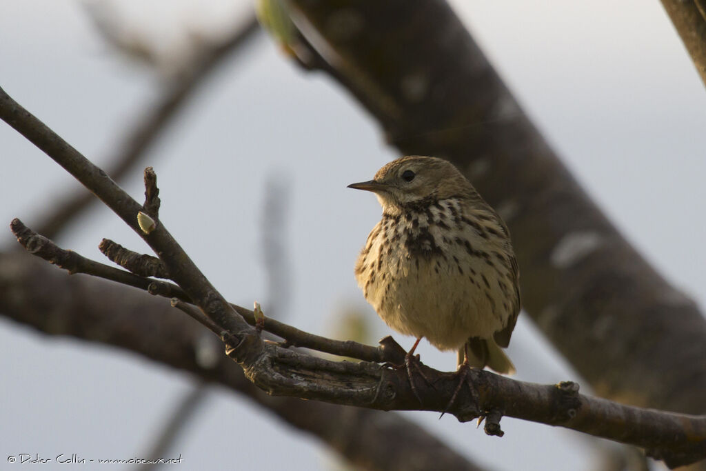 Pipit farlouseadulte