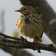 Pipit farlouse