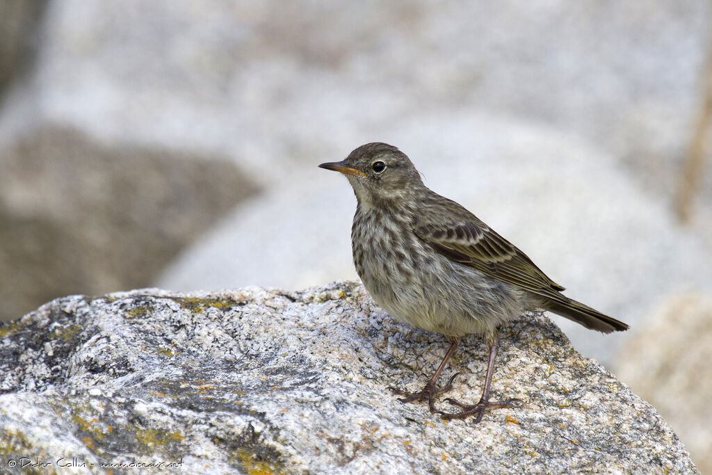 Pipit maritimeadulte, identification