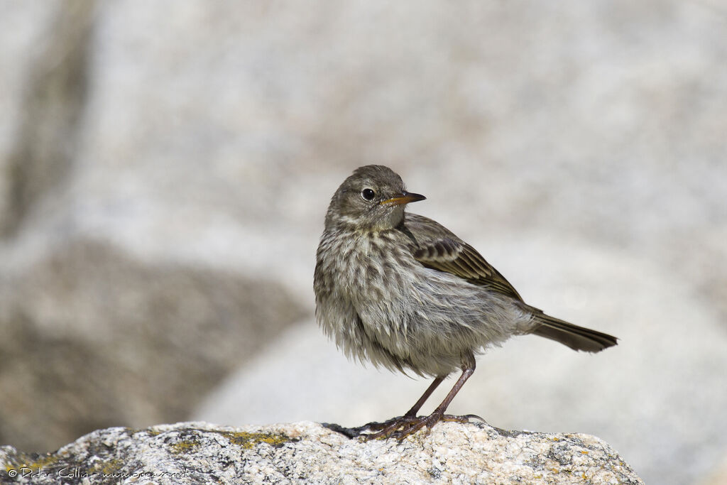 Pipit maritimeadulte, identification