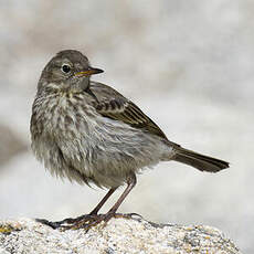 European Rock Pipit