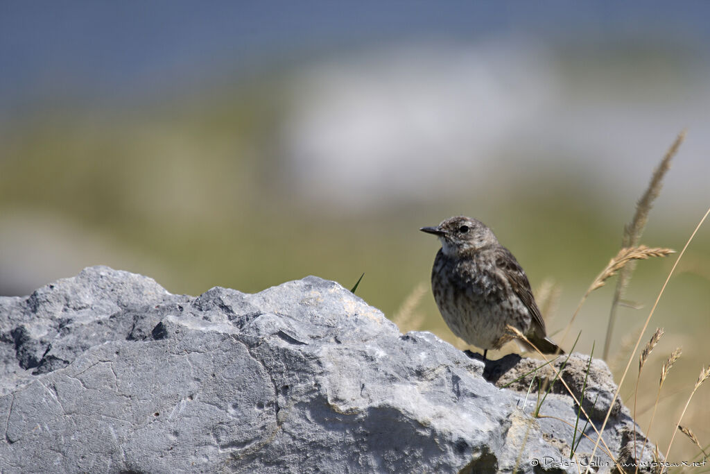 European Rock Pipitadult breeding