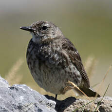 Eurasian Rock Pipit