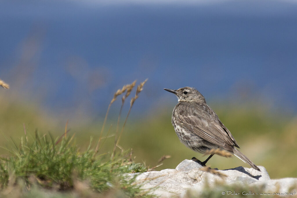 Pipit maritimeadulte nuptial