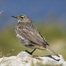 European Rock Pipit