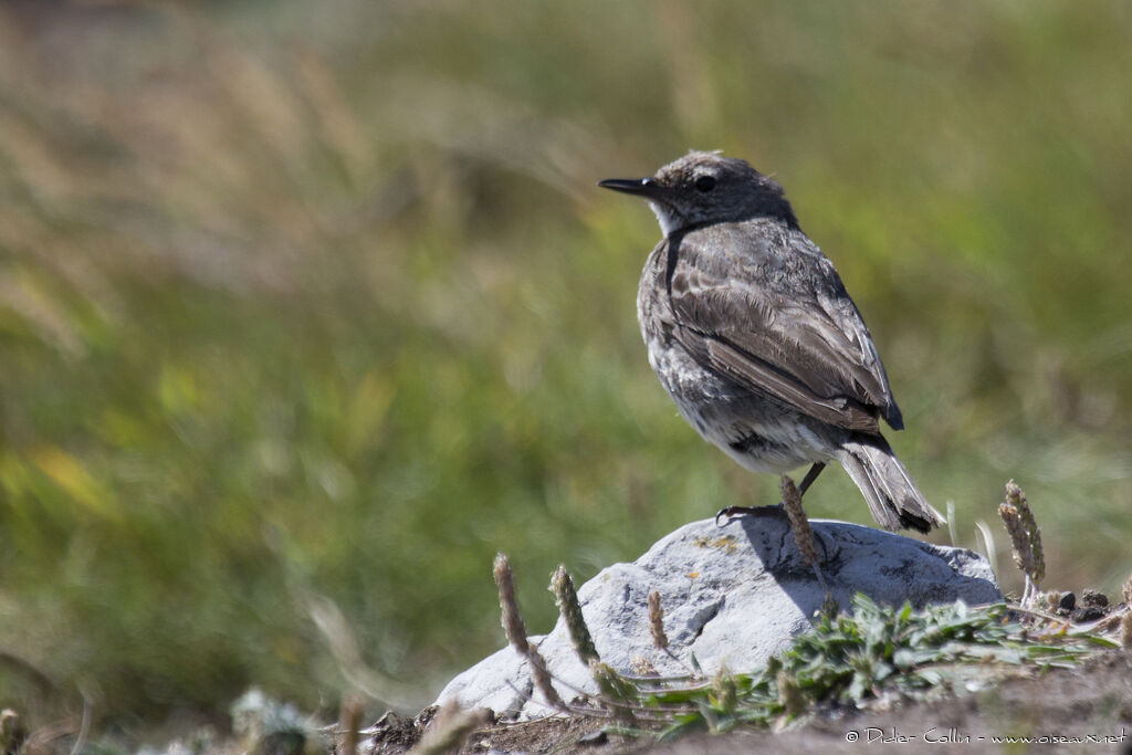 Pipit maritimeadulte nuptial