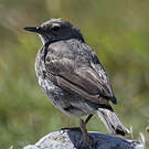 Pipit maritime