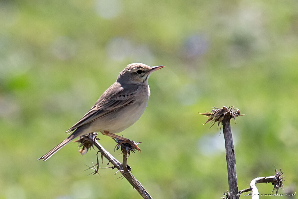 Pipit rousselineadulte nuptial