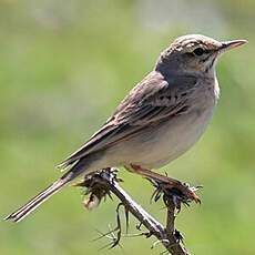 Pipit rousseline