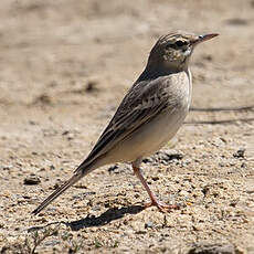 Tawny Pipit