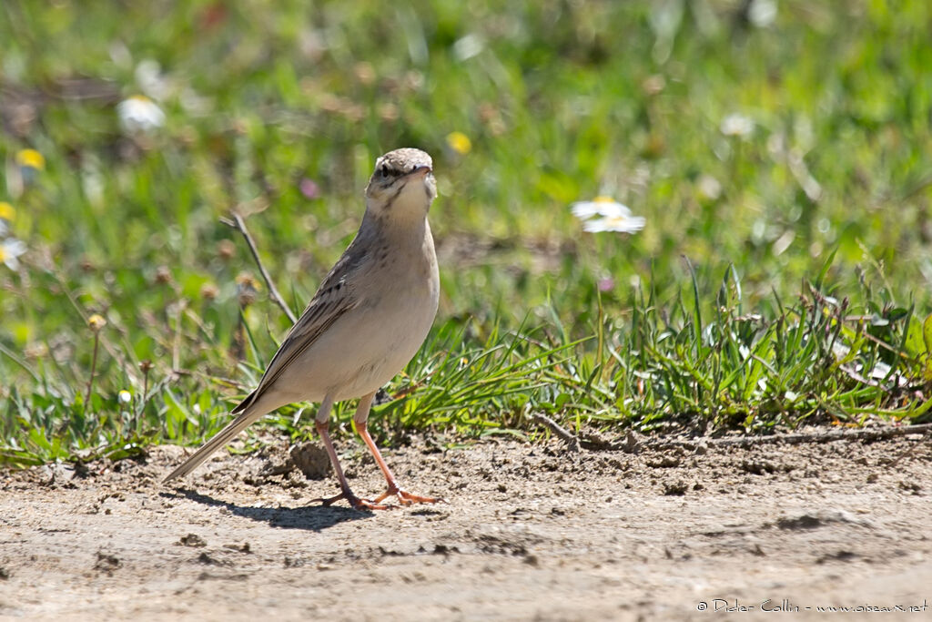 Pipit rousselineadulte, identification