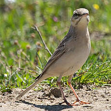 Tawny Pipit