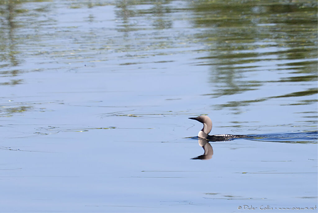 Black-throated Loon male adult