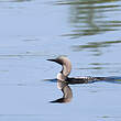 Plongeon arctique