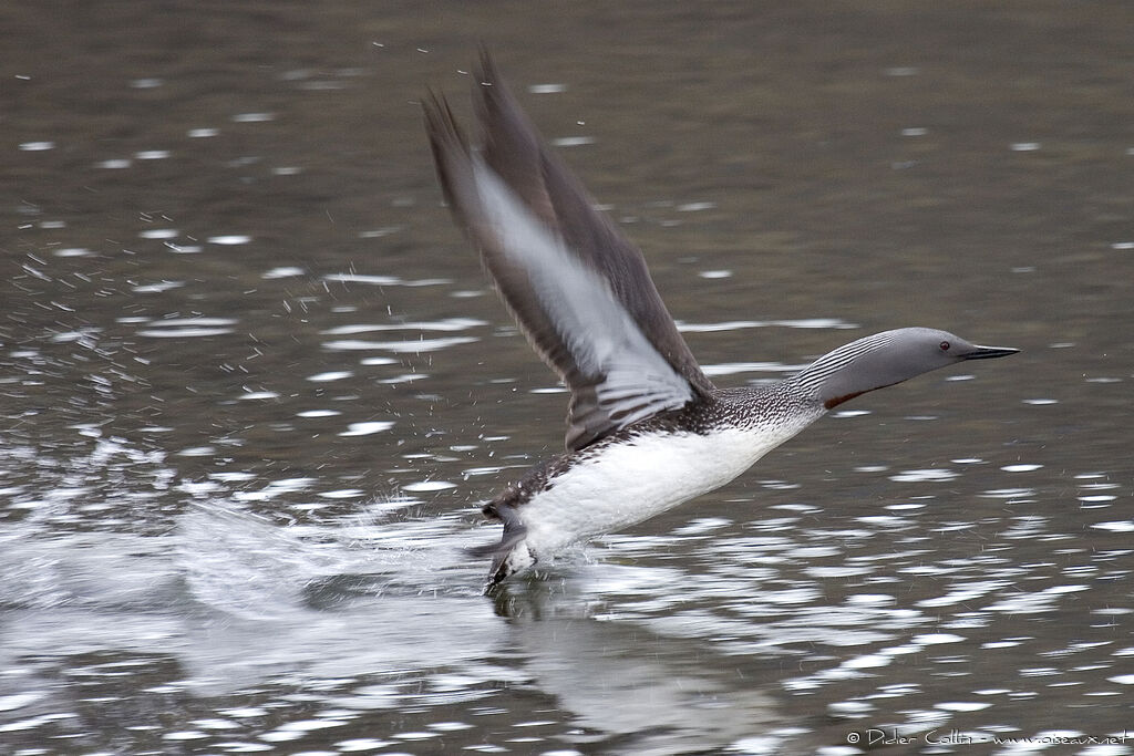 Red-throated Loonadult breeding, Flight