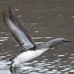Plongeon catmarin